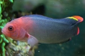 Pseudochromis novaehollandiae