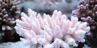 acropora millepora rose