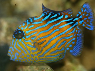 Arrivage coraux et poissons Indonésie.