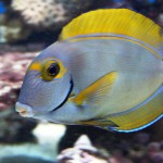 acanthurus