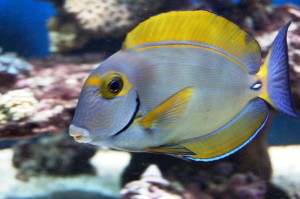 acanthurus