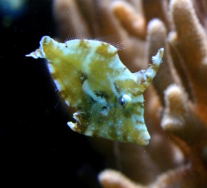 tomentosus