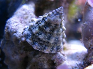 tectus-fenestratus-1