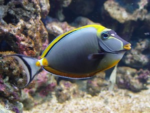 Poissons arrivage du 17/06/2014