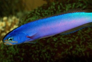 purple-tilefish-hoplolatilus-purpureus-1
